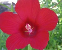 hibiscus coccineus 6-11.jpg